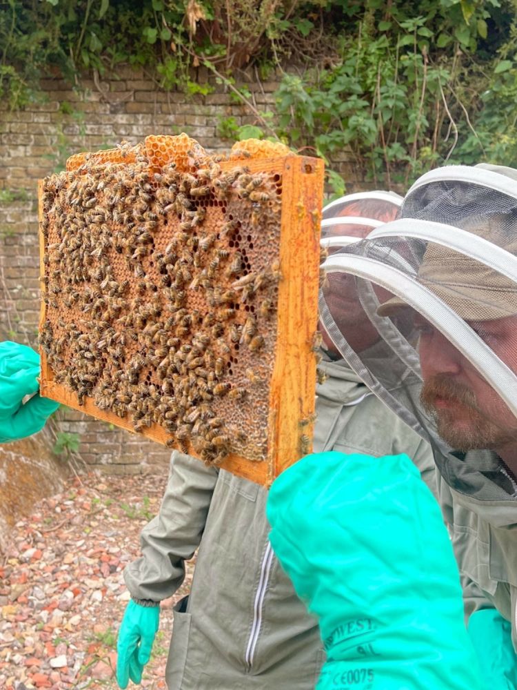 man in a protective suit looking at honeycomb full of bees on a beekeeping experience at fort amherst for two