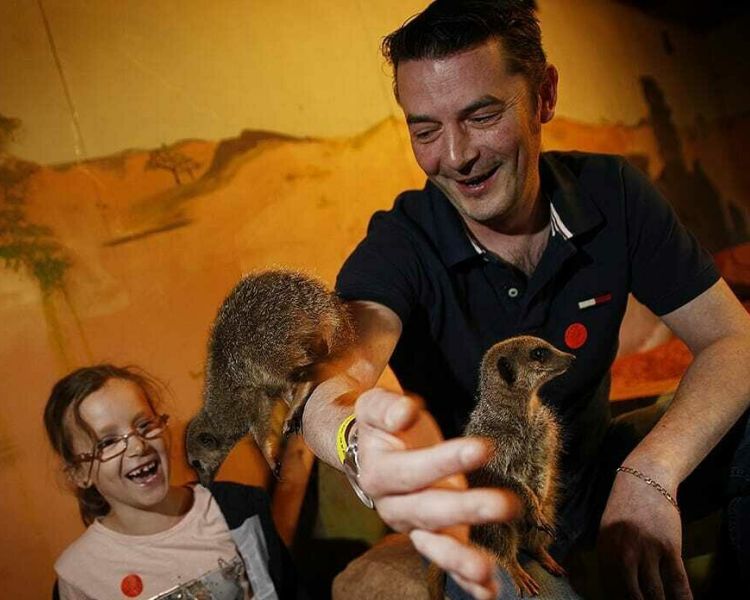 man with meerkats climbing on his arm with little girl looking on during a junior half day zoo keeping experience day