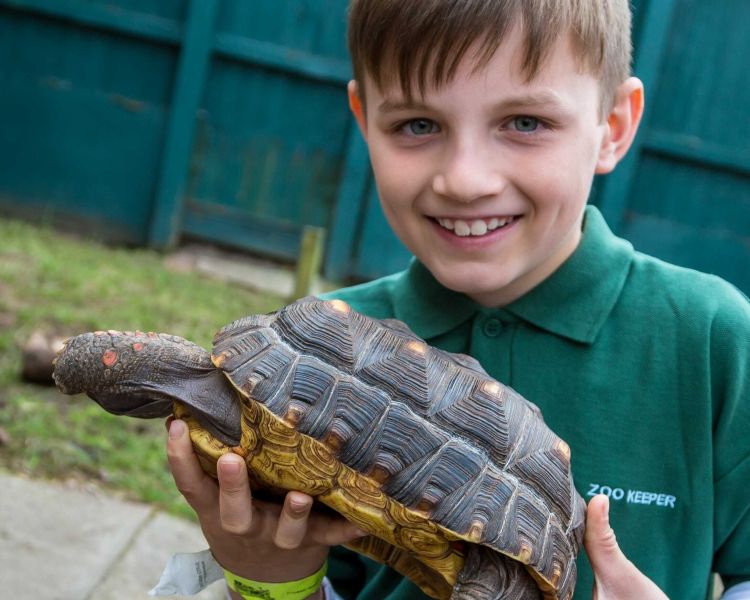 young boy holding a tortoise on a junior half day zoo keeping experience day