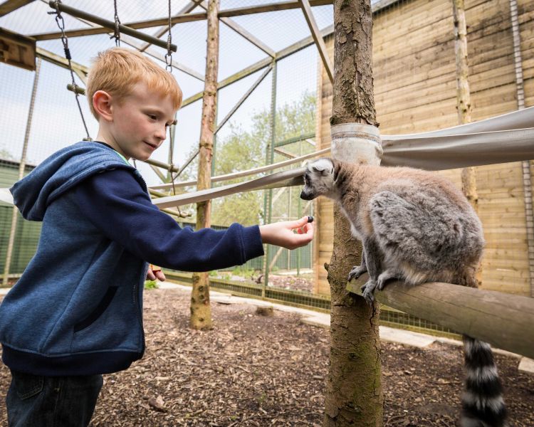 young boy feeding a lemur on a junior half day zoo keeping experience day at hoo zoo