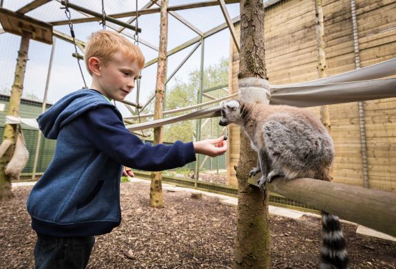 young boy feeding a lemur on a junior half day zoo keeping experience day at hoo zoo