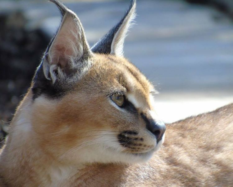 a side view of a caracal at hoo zoo in shropshire as part of a carnivore combo experience day