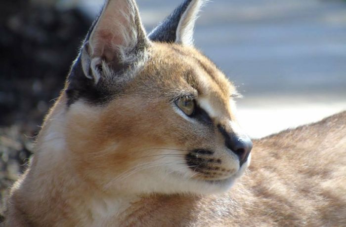 a side view of a caracal at hoo zoo in shropshire as part of a carnivore combo experience day