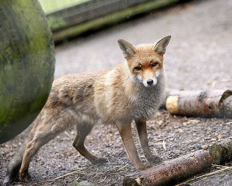 a fox in an enclosure at hoo zoo in shropshire seen on a carnivore experience day