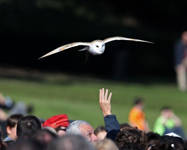 Barn owl falconers quest warwick castle