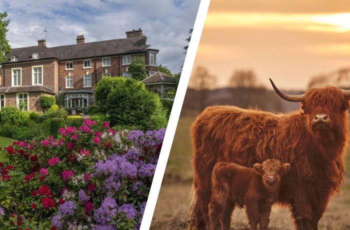 Split photo of best western valley hotel and highland cows