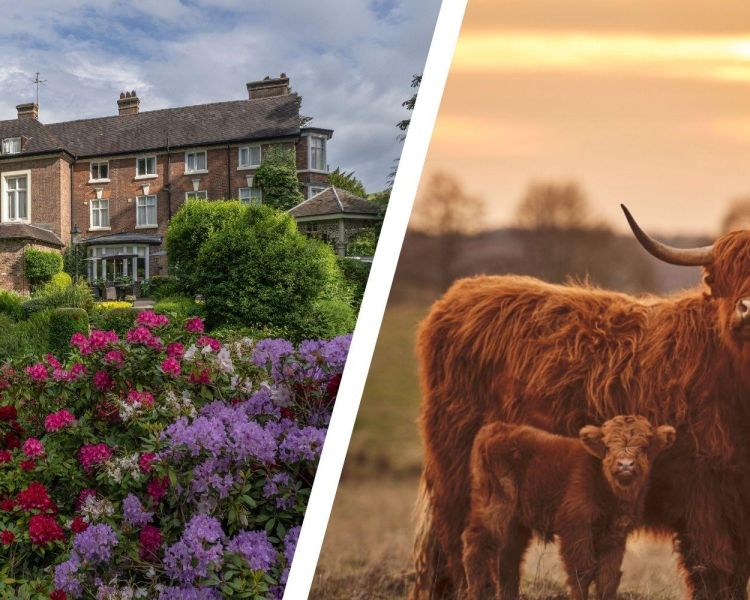 Split photo of best western valley hotel and highland cows
