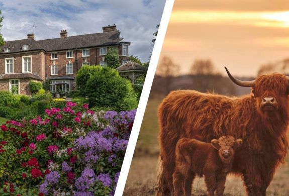 Split photo of best western valley hotel and highland cows