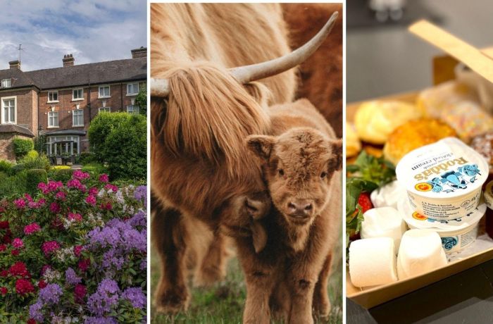 Split photo showing best western valley hotel highland cows and afternoon tea box