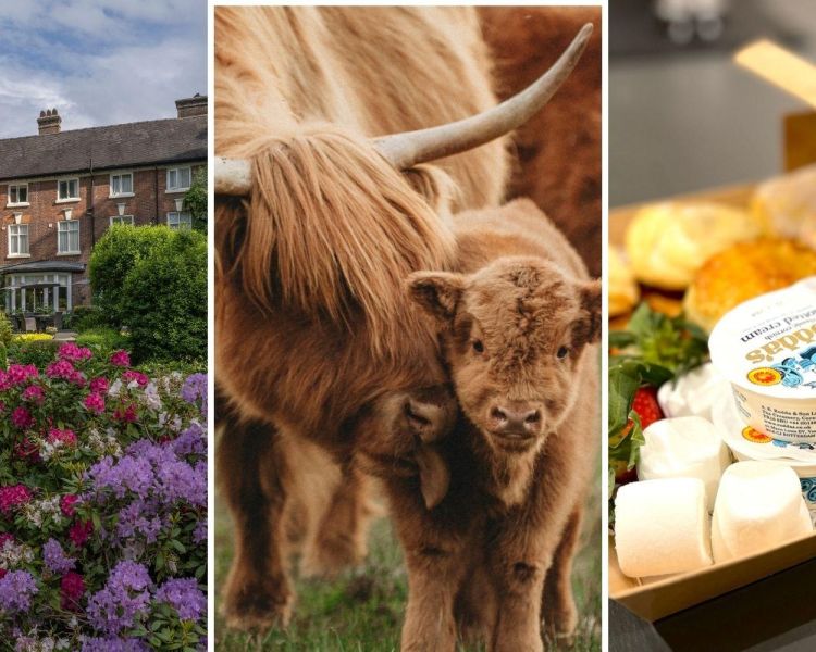 Split photo showing best western valley hotel highland cows and afternoon tea box