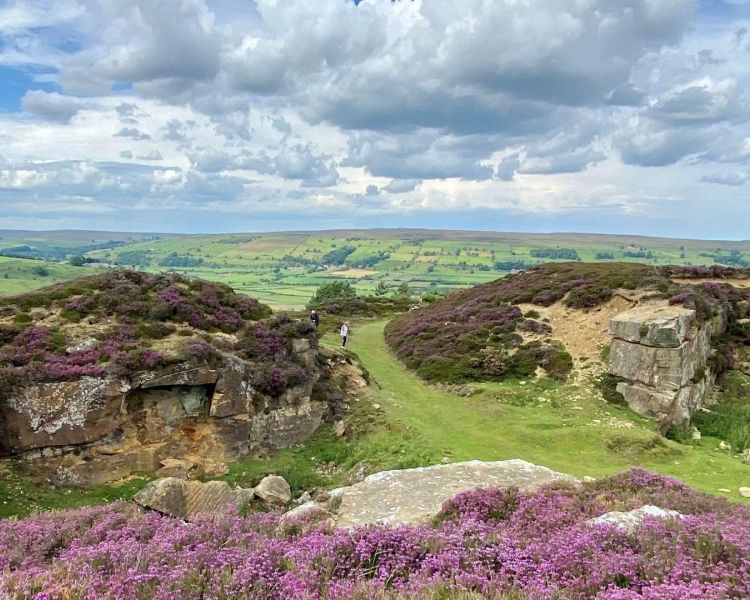 North yorkshire moors heathers