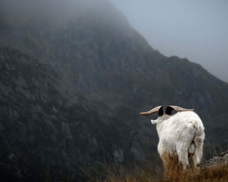 Mountain goat in the welsh mountains foggy ee tours