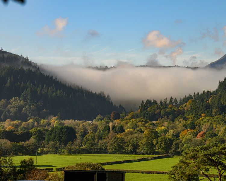 View of woodland from the forest lodge