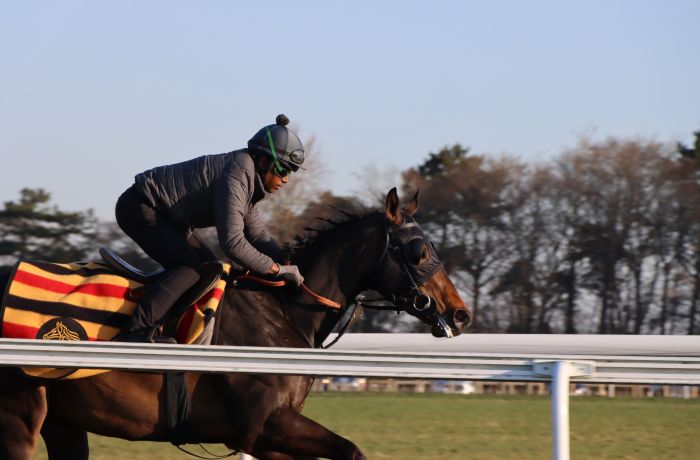 Horse being ridden on the gallops at newmarket