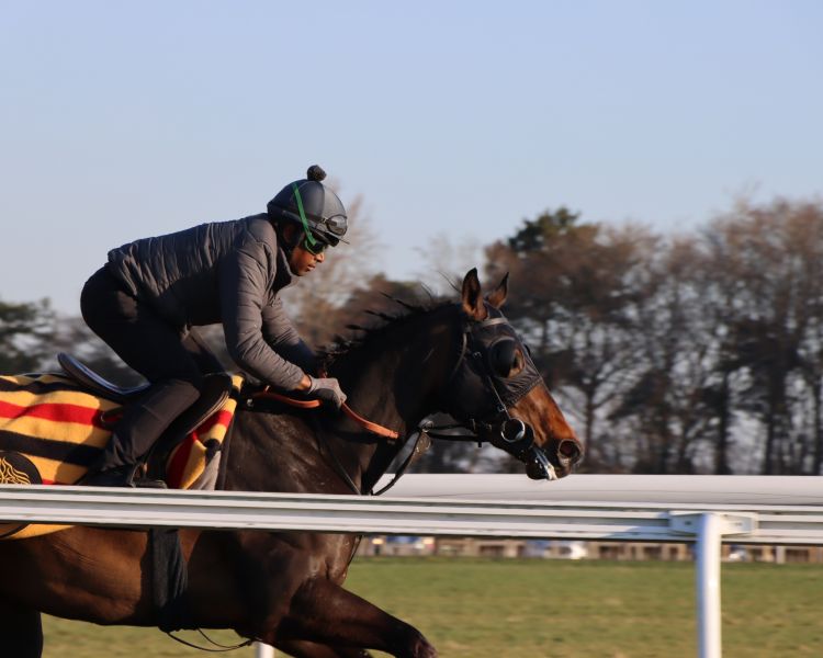 Horse being ridden on the gallops at newmarket