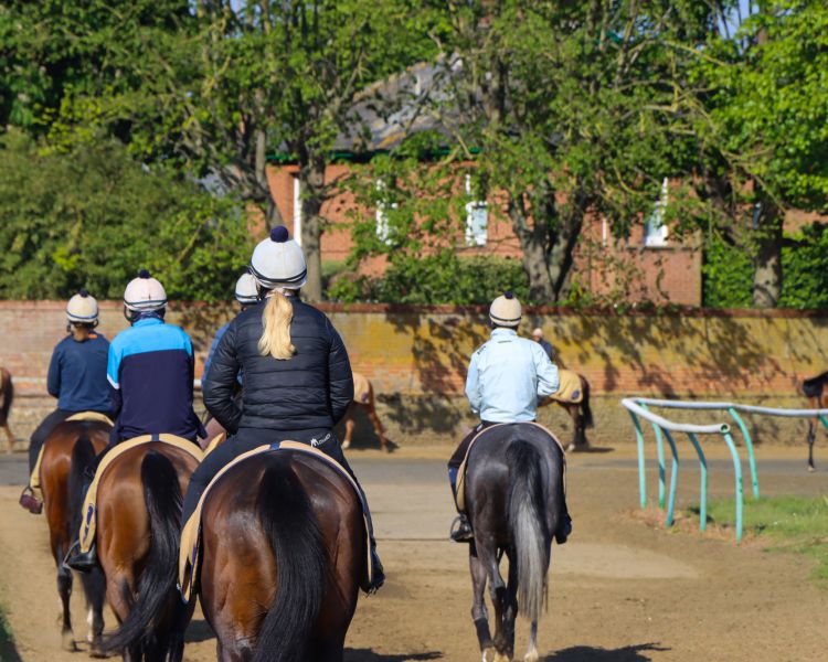 Horses at newmarket gallops