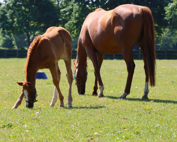 Horse and foal in field at newmarket