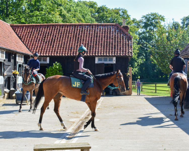 Horses ridden in trainers yard at newmarket