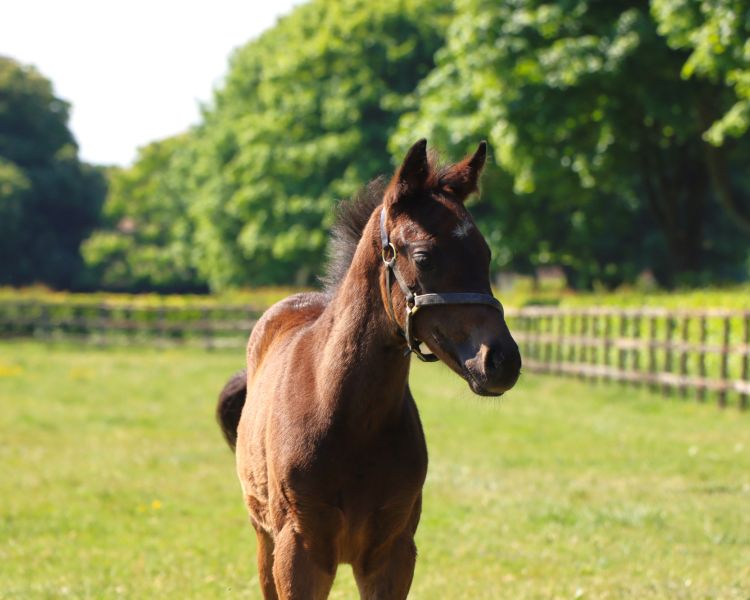 Young foal in field at newmarket