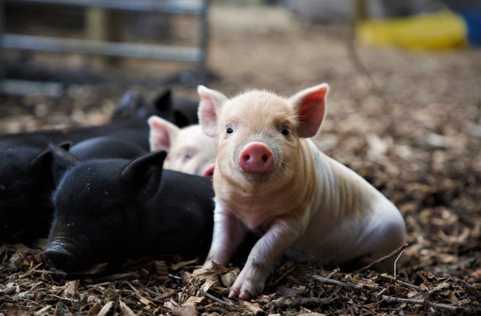 Group of piglets on farm