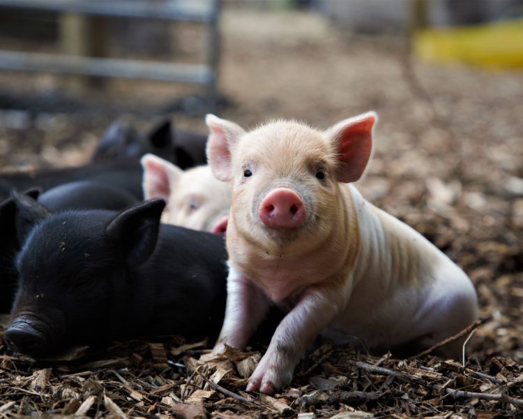 Group of piglets on farm