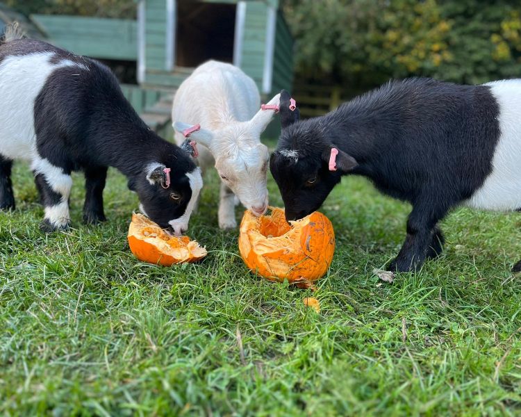 Three goats eating pumpkin on farm
