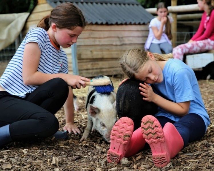 Two young girls grooming piglets on farm