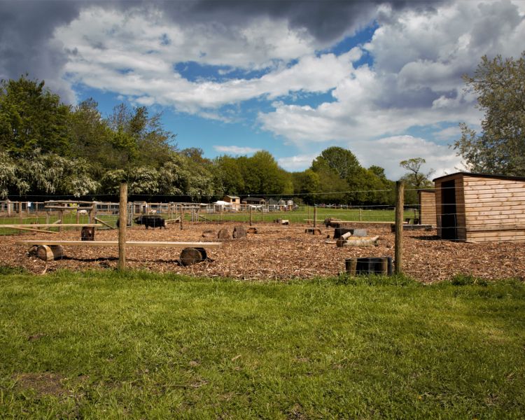 View of the farm at kew little pigs