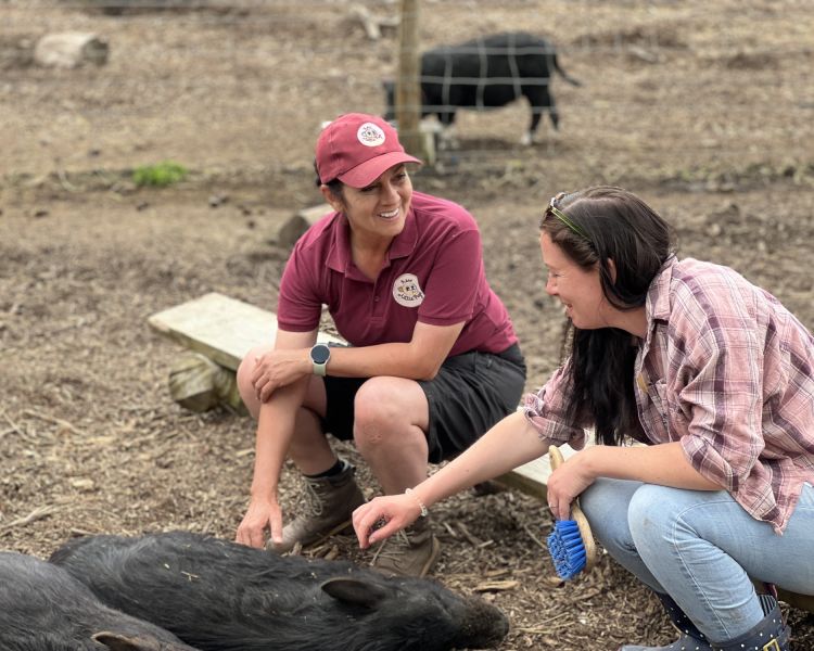 Woman and keeper talking in a pen with pigs