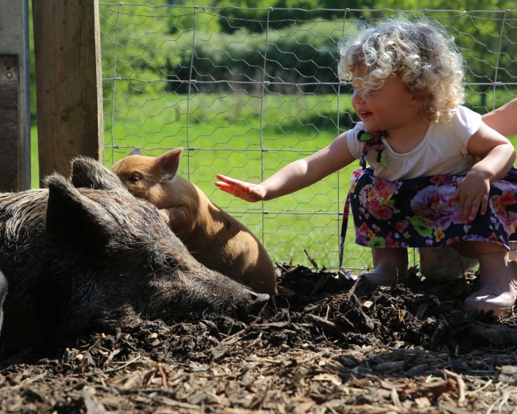 Young girl stroking a piglet on the farm