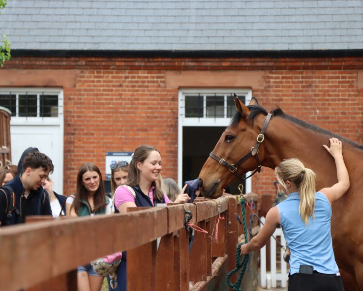 Tour group seeing the horses at newmarket on a tour of stables