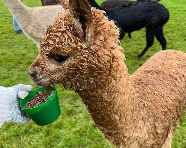 athena the alpaca feeding at a meet the alpacas experience in shropshire