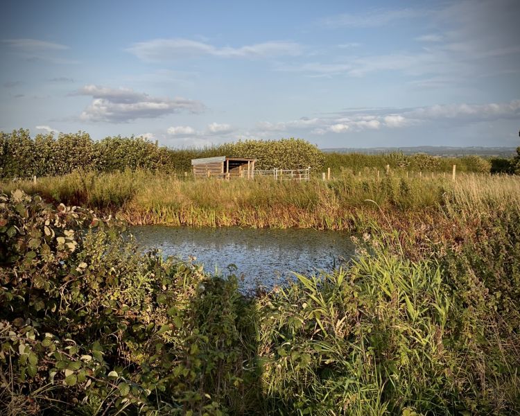 the lake on site at a meet the alpacas experience in shropshire
