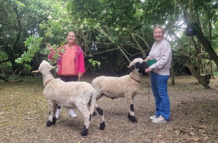 two women taking valais blacknose sheep for a walk in an orchard in kent