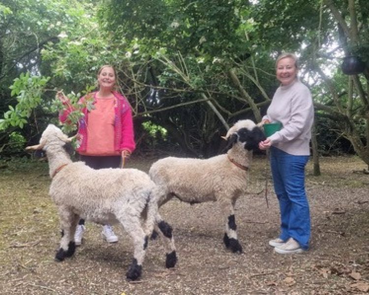two women taking valais blacknose sheep for a walk in an orchard in kent
