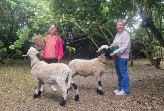two women taking valais blacknose sheep for a walk in an orchard in kent