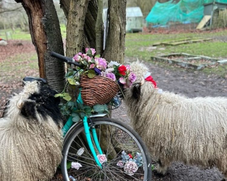 two valais blacknose sheep next to a vintage bicycle covered in flowers
