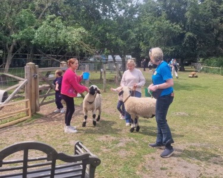 people with valais blacknose sheep in an orchard in kent