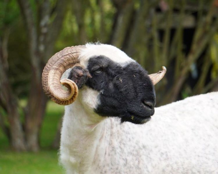 close up of a valais blacknose sheep in an orchard in kent