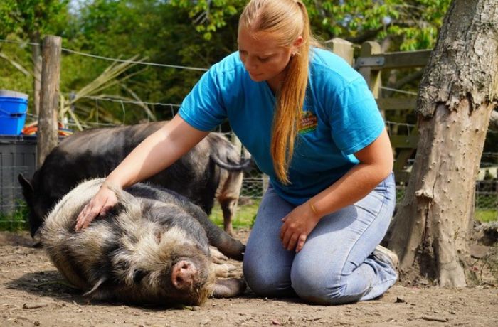 woman stroking a micro pig that's lying down in an orchard