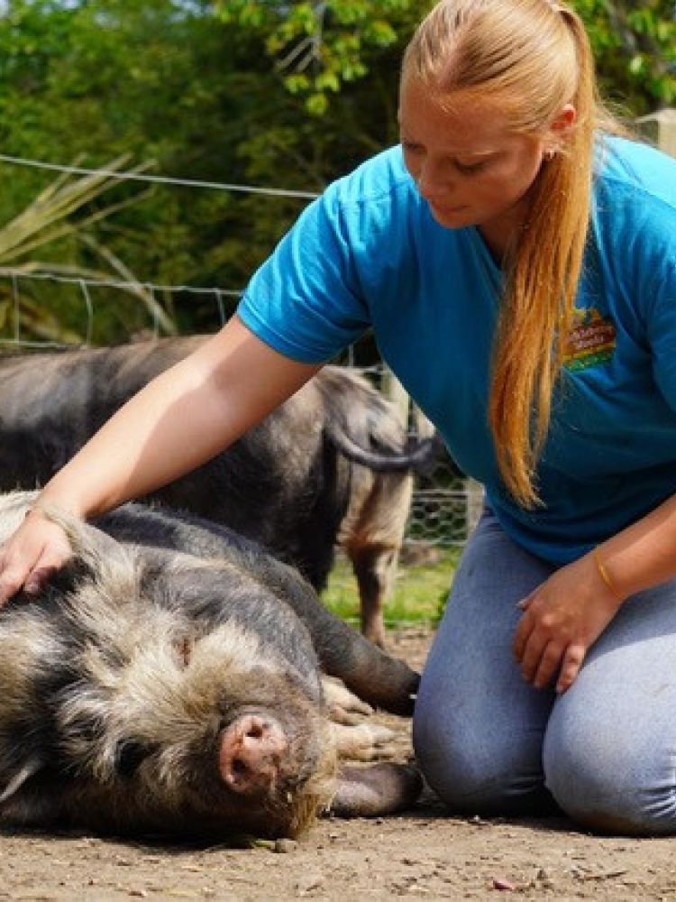 woman stroking a micro pig that's lying down in an orchard