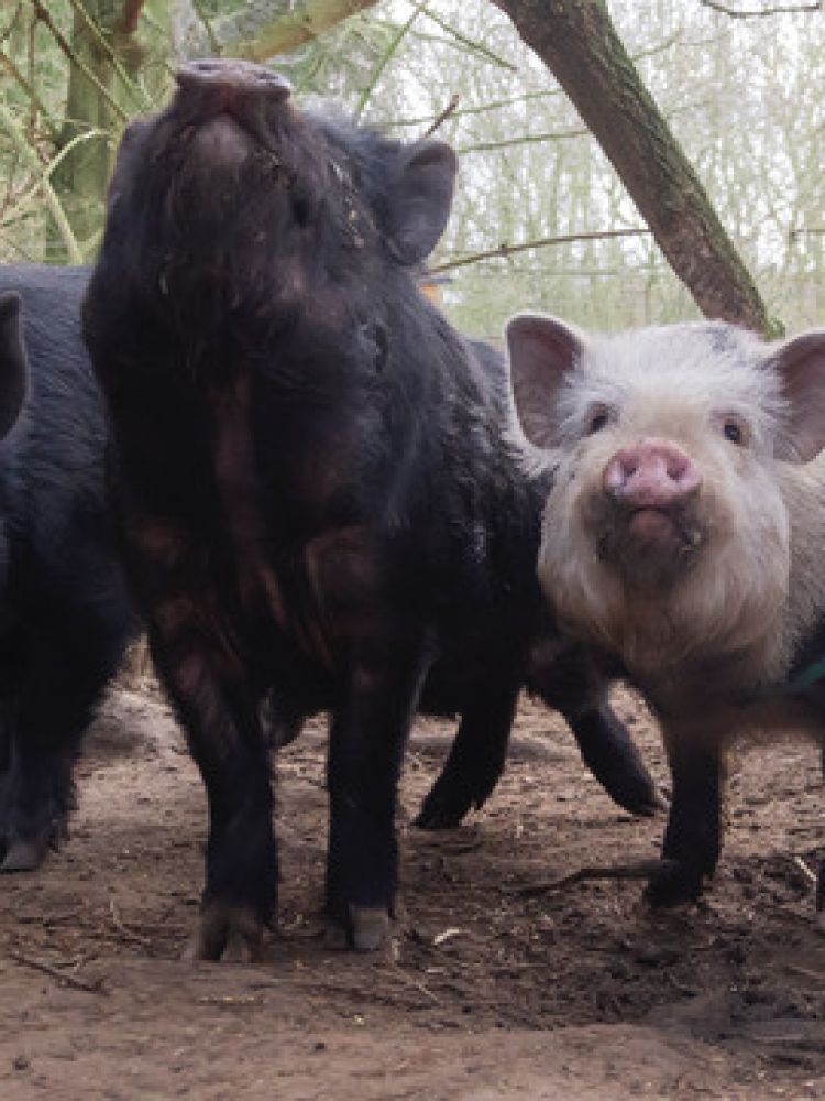 a group of micro pigs in a kent orchard