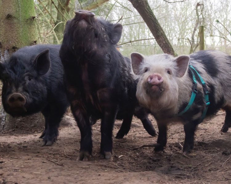 a group of micro pigs in a kent orchard