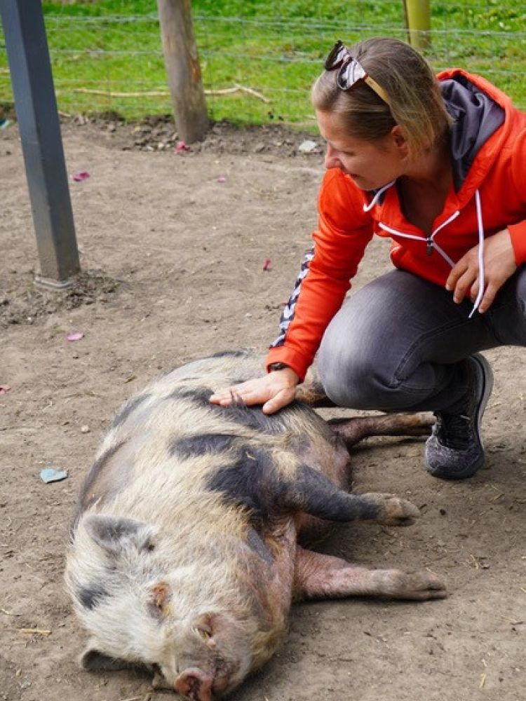 woman petting a micro pig that's lying down in its pen in kent orchard