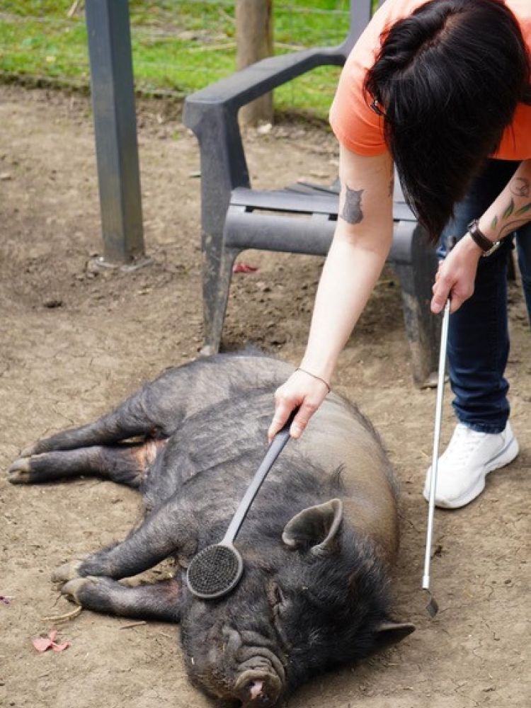 woman grooming a micro pig that's lying down in enclosure