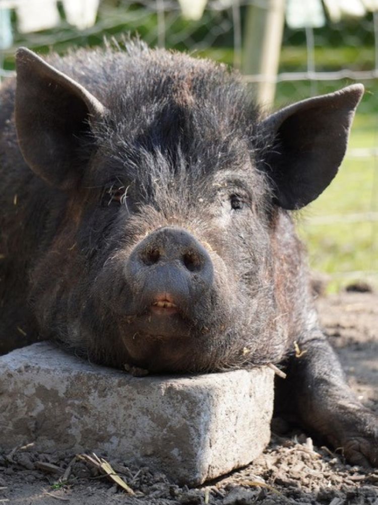 black micro pig lying down facing camera