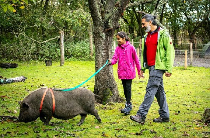 father and daughter walking a micro pig in a kent orchard