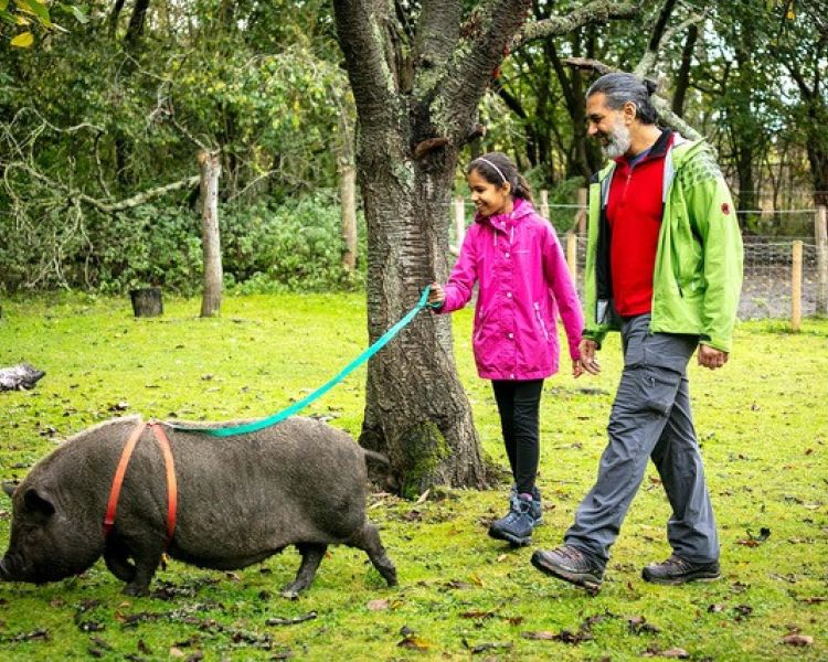 father and daughter walking a micro pig in a kent orchard