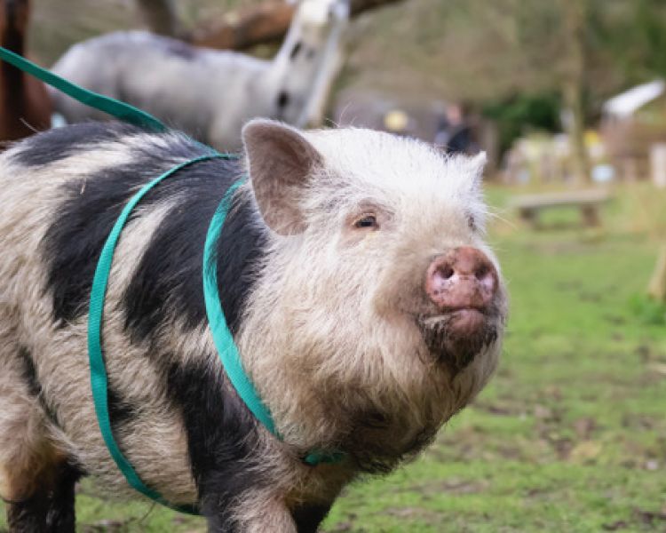 micro pig on a walk around kent orchard