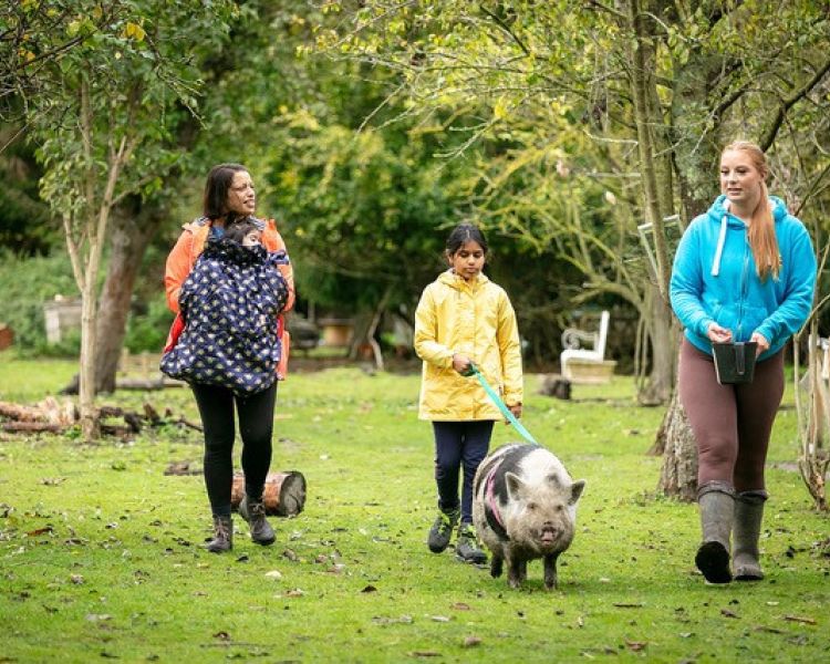 mum and daughter on a micro pig walk with handler in kent orchard